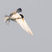Least Tern